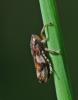 Philaenus spumarius